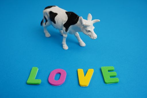 A cow and  word love written in colored letters on a blue background, the concept of loving animals