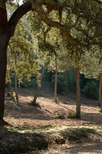 A vertical shot of blooming Castanar de Valdejetas ecological park in Spain