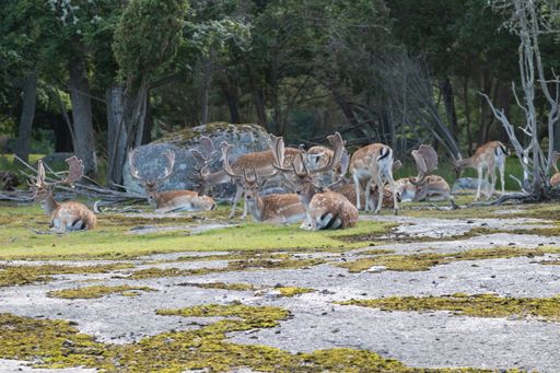 A herd of deer resting in a forest clearing with moss-covered ground and trees in the background.