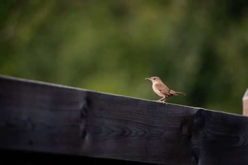 A closeup of a house wren perched on wood in a field under the sunlight with a blurry background