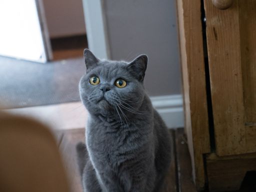 A selective focus shot of a gray cat