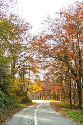 Asphalt road through forest in autumn with trees with colorful yellow, orange, red, brown, green leaves, on mountain Kozara, in national park