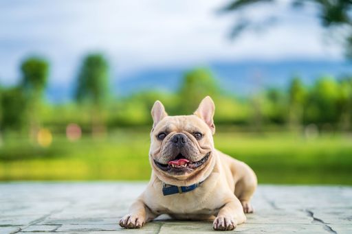 A closeup shot of a french bulldog with a cute snout lying down on the ground and staring at the camera