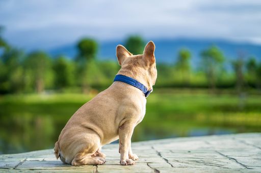 A cute cream French Bulldog sitting near a pond