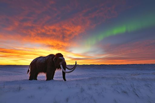 A stunning AI generated illustration of a woolly mammoth standing on a snowy landscape during a vibrant sunset with northern lights in the sky.