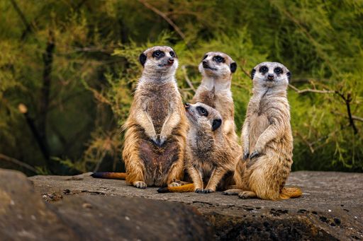 A group of meerkats standing on a rock with a natural green background.