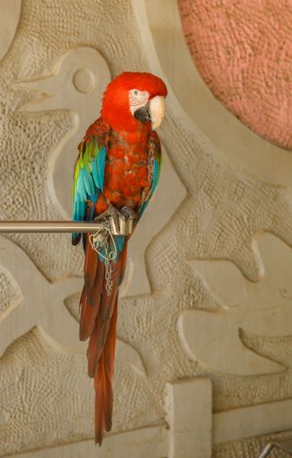 A Scarlet Macaw perched on metal bar with vibrant red, blue, and yellow feathers against a textured wall