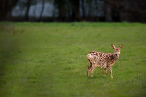 A young deer standing in a lush green field with a forest in the background in France