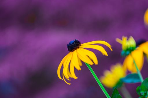 Close-up of a vibrant yellow flower with a purple background, showcasing the beauty of nature.