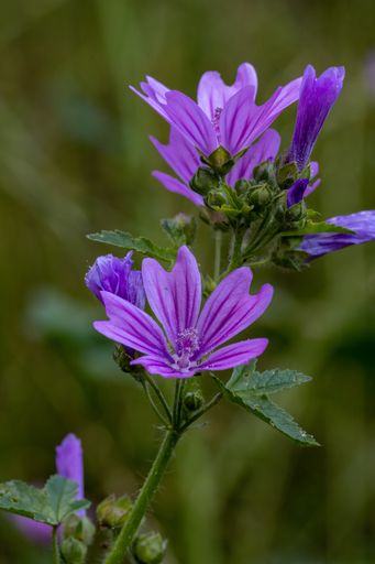 A vertical shot of common chicory flowers and buds on a blurred background in a green field