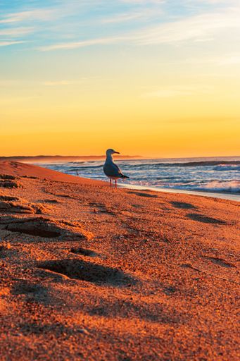 A vertical shot of a seagull standing on the shore at the North Entrance Beach