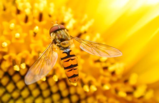 A hoverfly on a bright yellow sunflower, showcasing the intricate details of its wings and body.