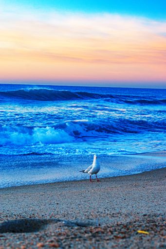 A vertical shot of a seagull walking on the shore in North Entrance Beach