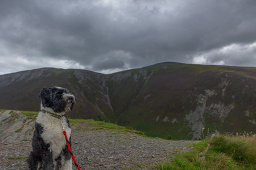 A black and white dog sits on a mountain trail with a cloudy sky in the background.