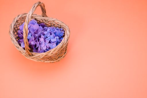 A closeup shot of purple hydrangea flowers on a woven basket isolated on pink background