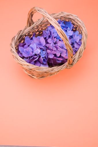 A vertical shot of purple hydrangea flowers on a woven basket isolated on pink background