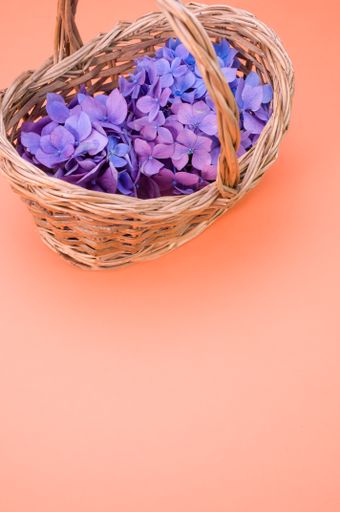 A vertical shot of purple hydrangea flowers on a woven basket isolated on pink background