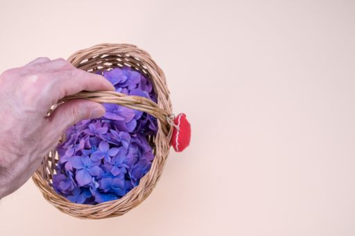 A hand holding a basket of fresh hydrangea flowers isolated on a pastel pink background with free space for text
