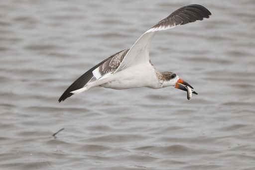 A black skimmer bird in flight over the water holding a small fish in its mouth