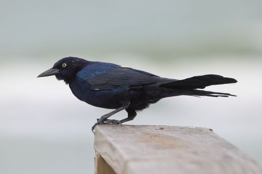 Close-up of a black bird perched on a wooden railing with a blurred background.