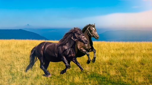 An amazing view of two horses running on a field