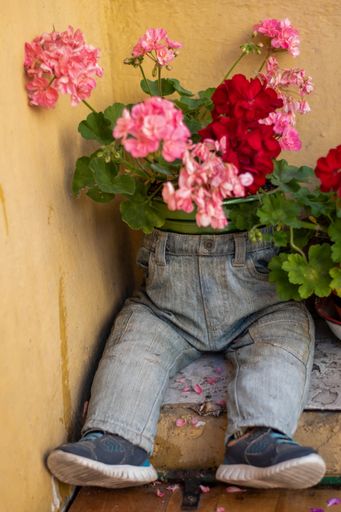 A beautiful plant with pink flowerings in a person-like pot