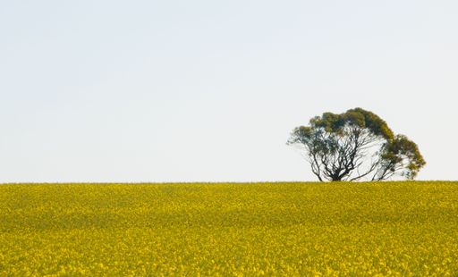 A solitary tree stands in the middle of a vast yellow flower field under a clear blue sky.