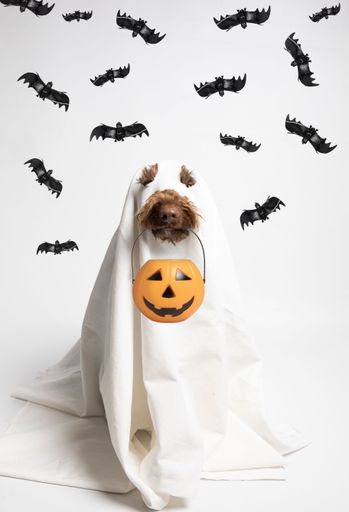 Ghost dog with a Halloween pumpkin and bats in the background