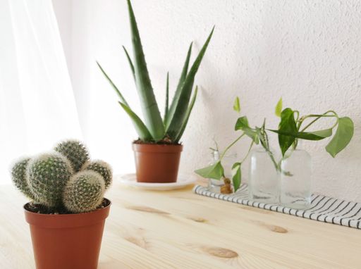 A potted cactus on a table with a plant