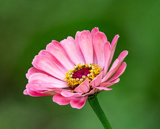 A closeup shot of a beautiful pink Zinnia on a green blurred background