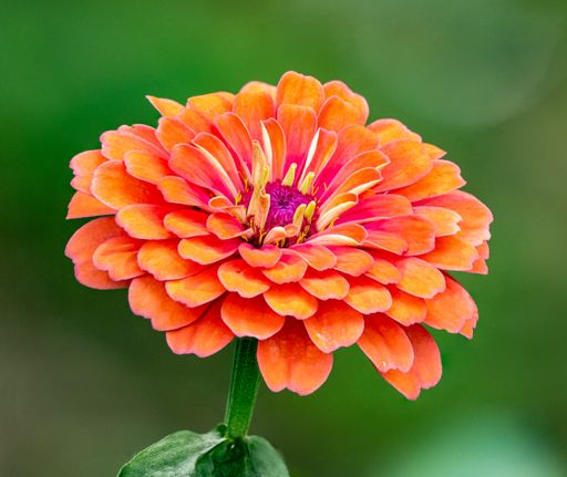 A closeup shot of a beautiful orange Zinnia on a green blurred background