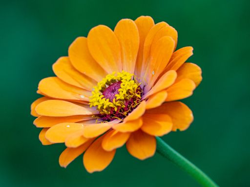 A closeup shot of a beautiful orange Zinnia on a green blurred background