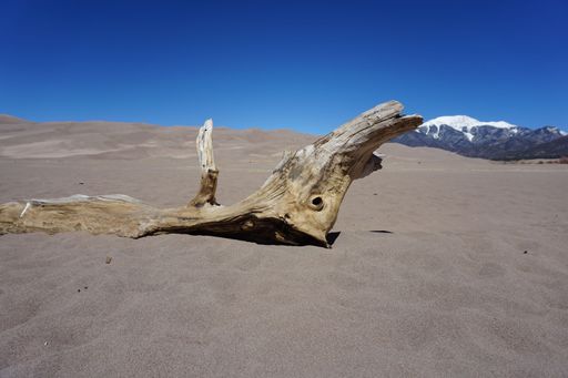 A piece of driftwood on sand in Great Sand Dunes National Park, Colorado