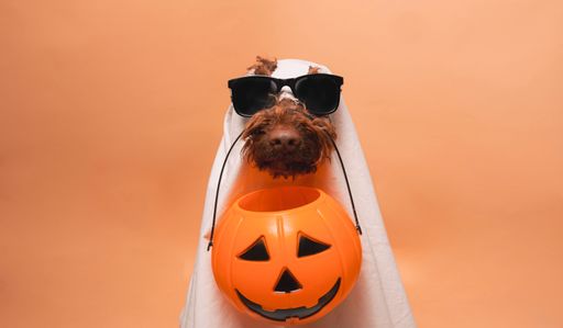 Happy Halloween. Adorable brown dog wearing a blanket and sunglasses. Studio shot. Congratulations to family, relatives, loved ones, friends
