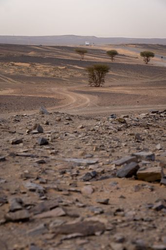 A vast desert landscape with scattered trees and rocky terrain under a clear sky.