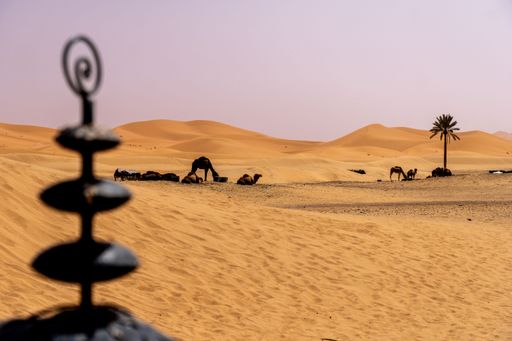 Camels resting in the vast desert landscape with sand dunes and a clear sky.