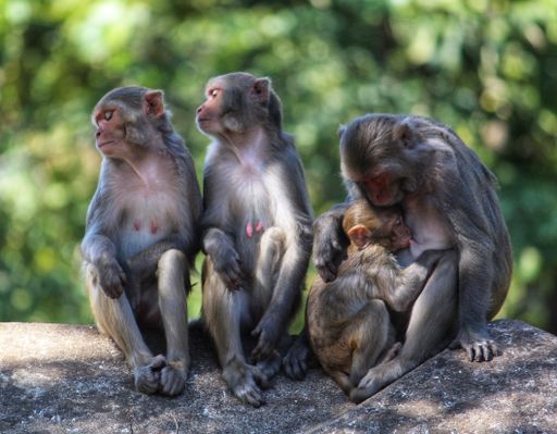 A closeup of a monkey family sitting on the stone and a mother monkey feeding its baby on the blurred green background