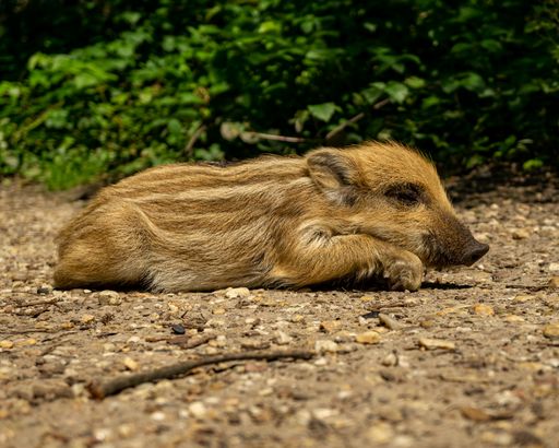 A closeup shot of a young wild boar lying on the ground