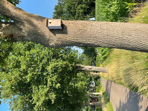 A vertical shot of a birdhouse on a tree trunk in a field with green grass and blue sky