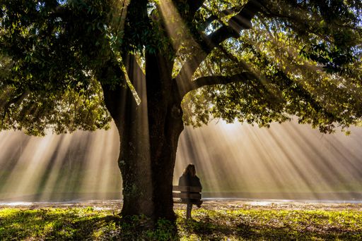 A lonely person sitting on the bench under an old oak tree with beautiful winter sunbeams in Torre a Castello, Siena