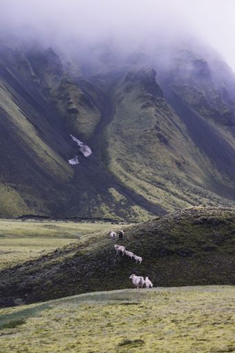 A scenic view of a flock of sheep grazing on green hills with mist-covered mountains in the background, Iceland.