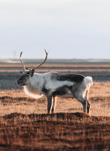 A reindeer standing in a vast field with a clear sky in the background.