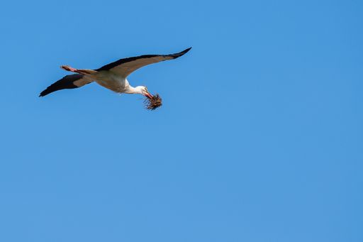 A beautiful shot of the stork flying in the blue sky with feed in the beak