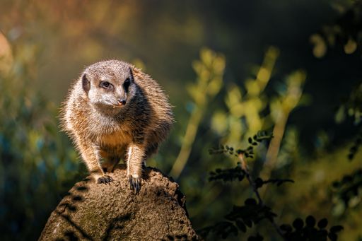 A meerkat perched on a rock, looking alert with a blurred natural background.