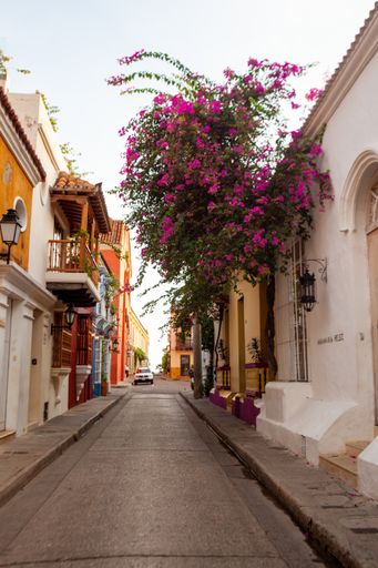 Bright purple flowers hang down over an empty, colorful street in Cartagena, Colombia during the golden hour of the morning.