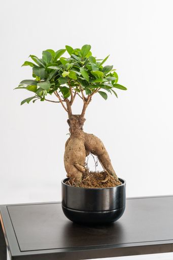 A vertical shot of a chinese sweet plum