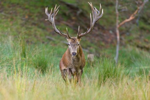 A majestic red deer with large antlers standing in a grassy field in the wild.