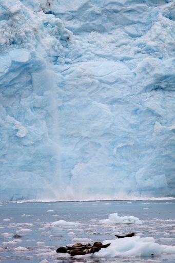 An arctic glacier coast in the mountains in Alaska