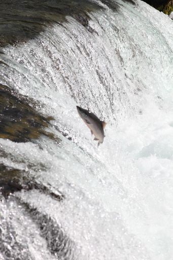 A fish leaping up a waterfall in Alaska
