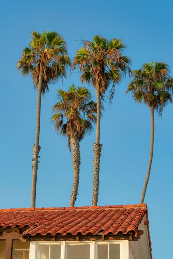 A natural view of palm trees with bricks roof of a house foreground